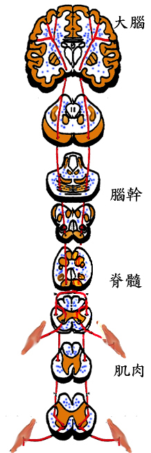 神經退化性疾病基因治療　有了新突破！