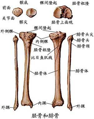 女童跌倒骨折　醫師：輕忽恐影響生長發育