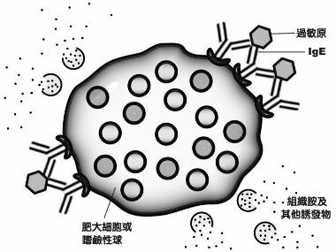 肌肉放鬆V.S送醫救命　慎防藥物過敏性休克