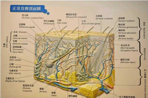 冬季搔癢　彷彿皮膚上有蟲爬