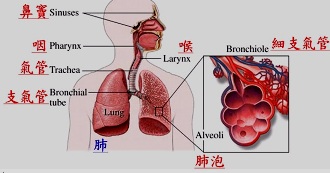 何謂肺功能檢查？　注意事項、禁忌報你知