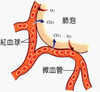 何謂肺功能檢查？　注意事項、禁忌報你知