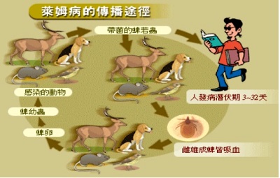 與世隔絕感、關節痛　萊姆病作怪