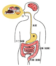 食物经口腔进入消化道的过程