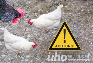 國內測出H5N6　吃雞蛋要洗乾淨