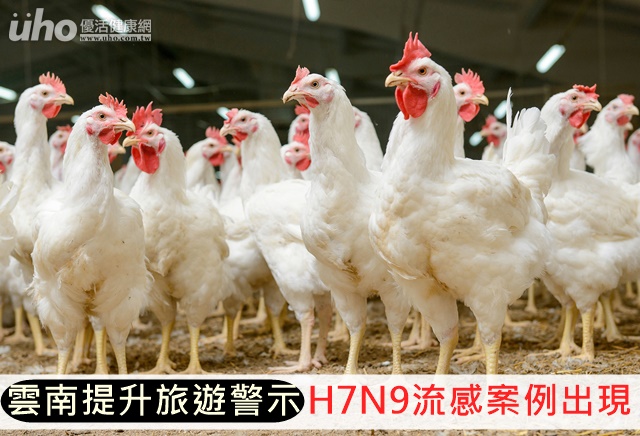 雲南提升旅遊警示！H7N9流感案例出現