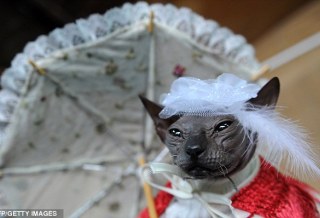 俄国无毛et猫吸睛[2p]