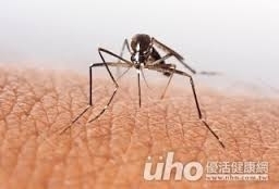 茲卡病毒防治之道　醫：控制斑蚊數量