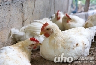 中國H7N9疫情警示　遠離活禽市場