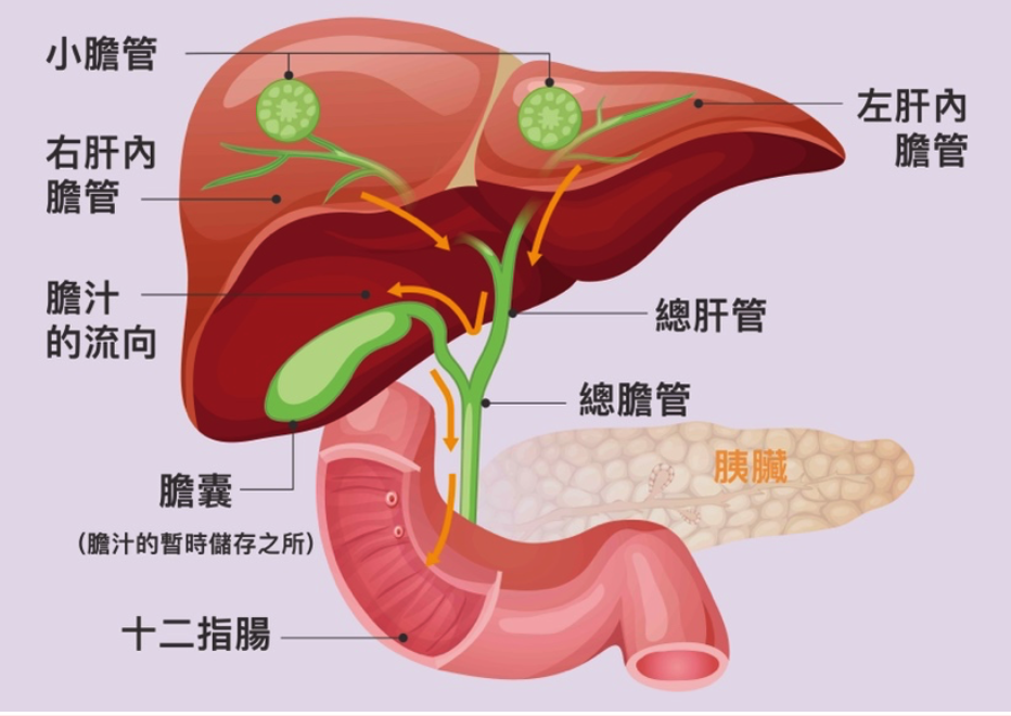 「隱藏版癌王」是膽道癌！常見疑問一次看         醫：7成患者發現已晚期 千萬別輕忽腸胃不適