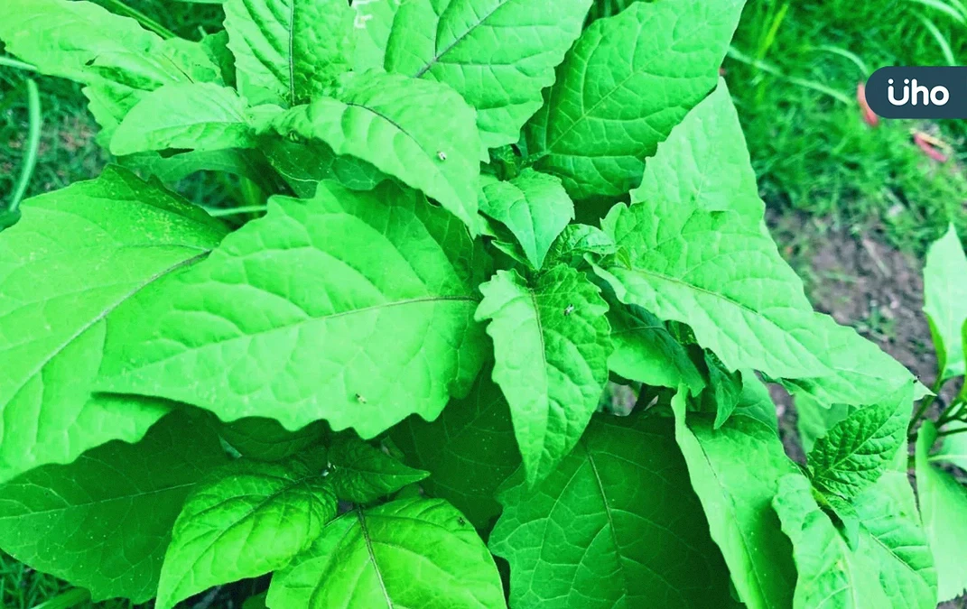 「龍葵」能預防乾眼症？研究揭「烏甜仔菜」含1成分：幫助眼睛保濕