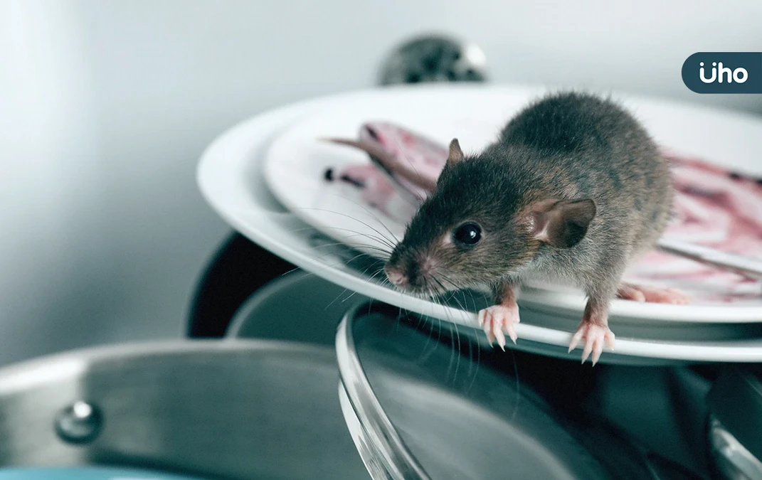 今年首例染漢他病毒亡！老翁咳喘「8天過世」打掃這幾處千萬別輕忽