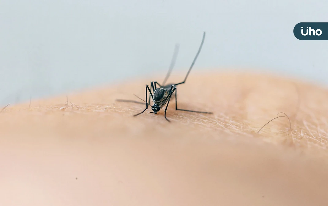 屈公病會人傳人嗎？症狀有哪些？感染科醫揭「1部位痛」是關鍵症狀