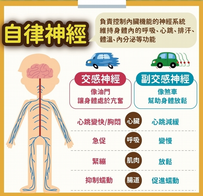 交感神經vs副交感神經