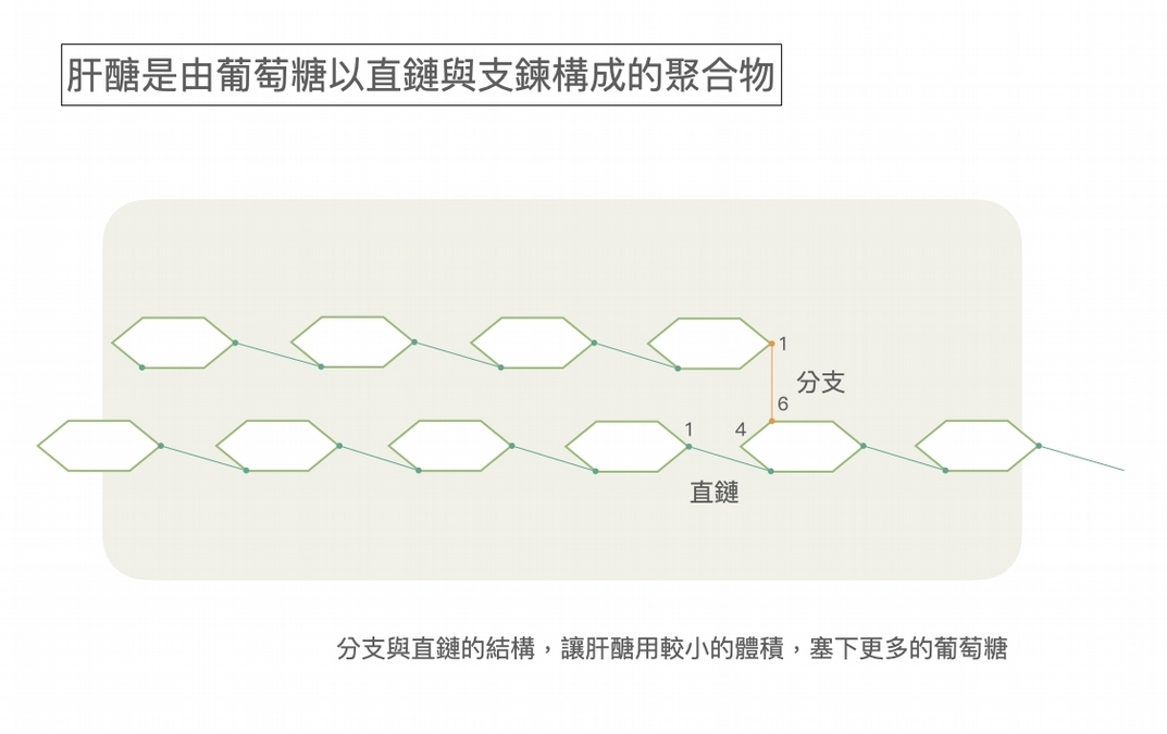 肝醣是什麼?有什麼作用?