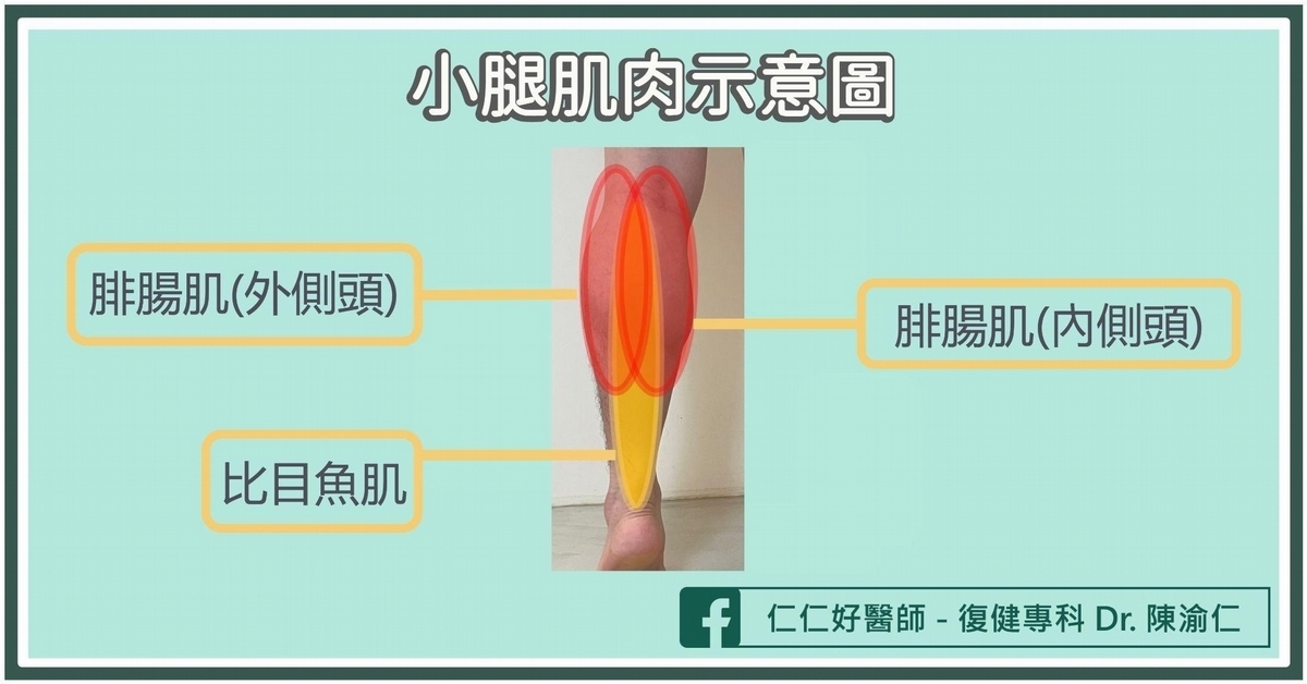 小腿肌肉拉傷、網球腿、小腿肌肉撕裂怎麼區分？