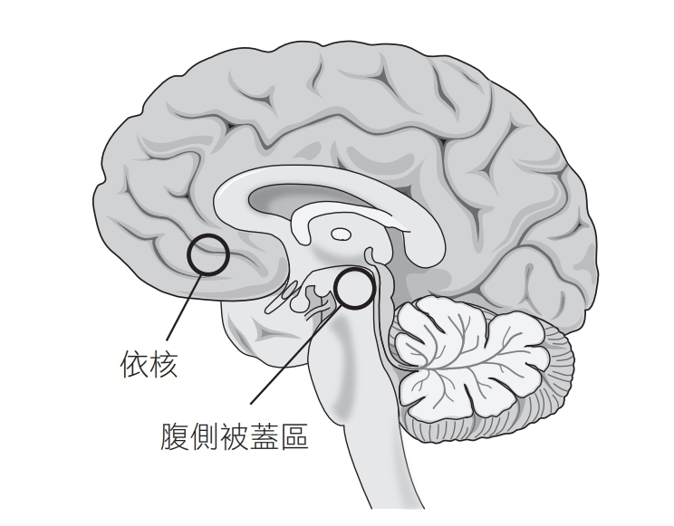 改變飲食前,先改造大腦