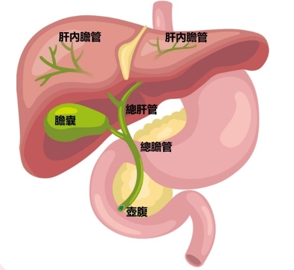 膽道癌是什麼？