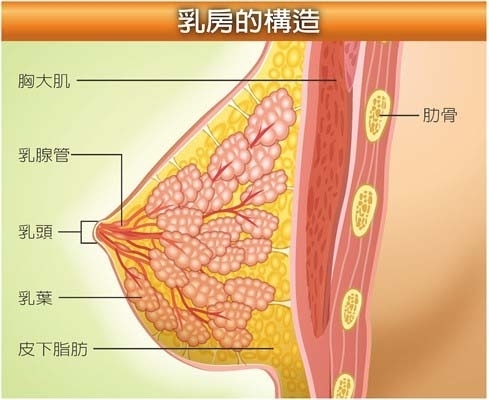 胸部越大越易得乳癌？別再管罩杯大小了！「這些人」才是高風險群