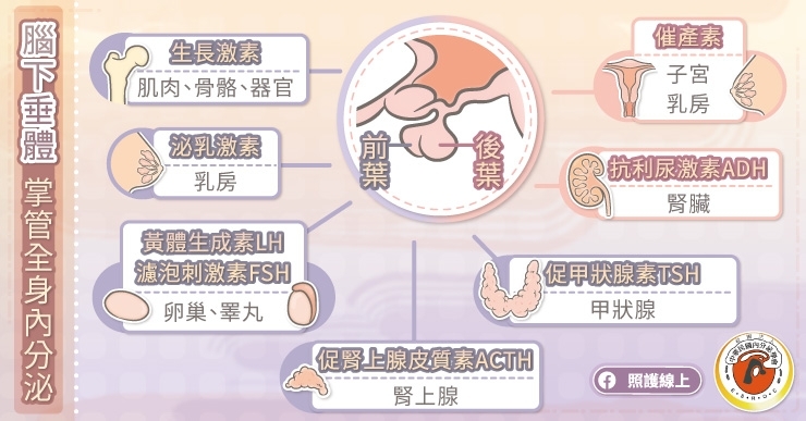 腦下垂體是重要內分泌器官