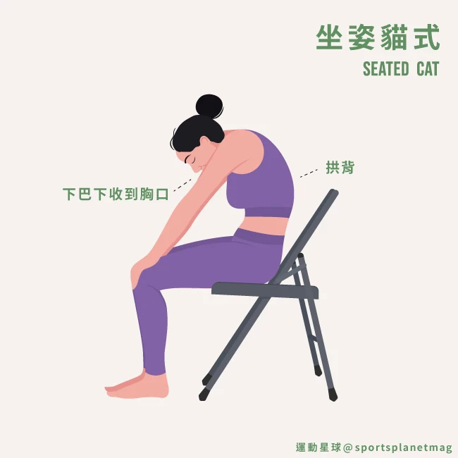 2. 坐姿貓式（Seated Cat）