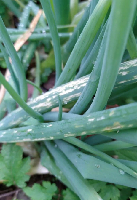 自己的菜自己種！種菜新手必種「蔥、韭菜」1文搞懂蟲害、防治策略
