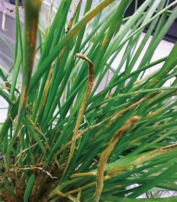 自己的菜自己種！種菜新手必種「蔥、韭菜」1文搞懂蟲害、防治策略