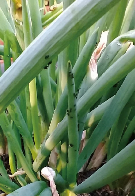 自己的菜自己種！種菜新手必種「蔥、韭菜」1文搞懂蟲害、防治策略