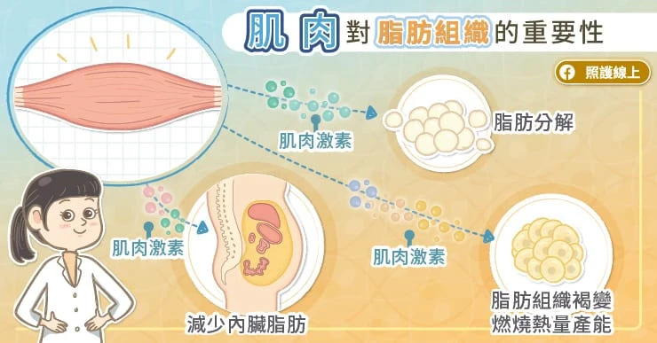 肌肉對脂肪組織的重要性