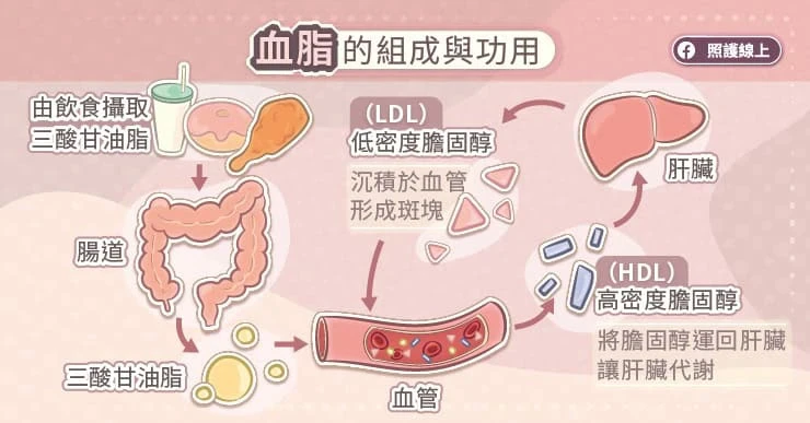 膽固醇的重要性