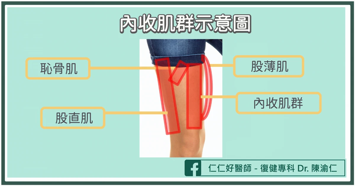 什麼是「內收肌群」?