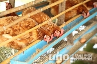 出國注意！江蘇確診H7N9病例　旅遊疫情變警示