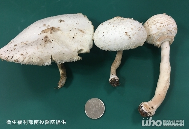 誤吃毒菇上吐下瀉　一家3口全送醫