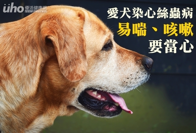 愛犬染心絲蟲病　易喘、咳嗽要當心