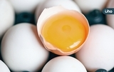 吃蛋白好還是蛋黃好？1天能吃幾顆？原來雞蛋「這樣吃」才最營養