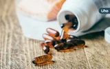 魚油功效有哪些？紅麴不能和什麼一起吃？降膽固醇保健品「挑選3招」