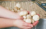 菇類下鍋前要清洗嗎？擔心農藥殘留⋯專家揭「正確清洗法」千萬別浸泡
