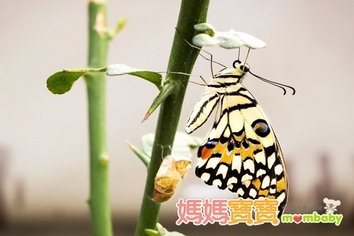 觀察探索‧小小知識家 昆蟲篇