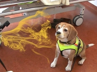 狗狗嗅覺強大 幫助揪出致病菌