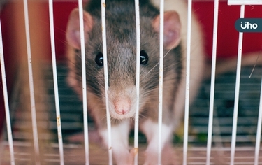 中國又爆新病毒「瑯琊」可誘發致死疾病!醫警告:這症狀是警訊