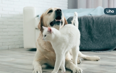 毛小孩體重減輕!獸醫曝「可能生病了!」