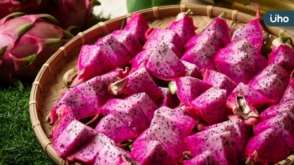 花蓮玉里有機紅霸天雙色火龍果上市 減重醫師證言水果之王營養優越