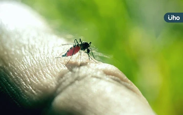 颱風後慎防登革熱!高燒頭痛別輕忽「5大登革熱症狀」恐與新冠混淆