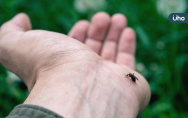 恙蟲病是什麼？恙蟲病有哪些症狀？恙蟲病會傳染嗎？「1特徵」最明顯