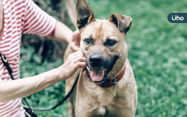 比特犬咬傷人》被狗咬傷怎麼辦？醫教「緊急處理3步驟」這樣修復疤痕