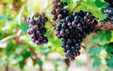 葡萄1天只能吃●●顆？吃葡萄要吐皮嗎？教你「超營養1吃法」連籽一起吃