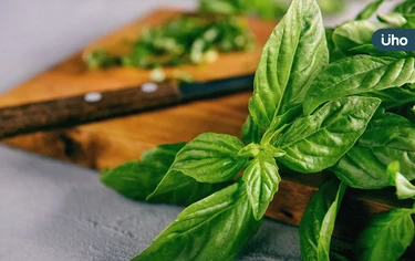 九層塔和羅勒差在哪？青醬該用哪種？教你「神奇1步驟」放冰箱不變黑