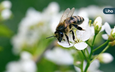 被蜜蜂叮怎麼辦？被蜜蜂叮有哪些症狀？教你「4步驟自救」快速消腫