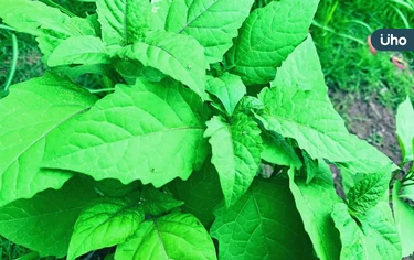 「龍葵」能預防乾眼症？研究揭「烏甜仔菜」含1成分：幫助眼睛保濕