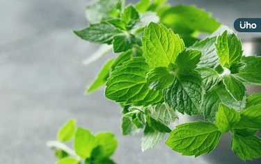 薄荷可以止咳嗎？薄荷可以消脹氣嗎？「薄荷」功效、禁忌一次看